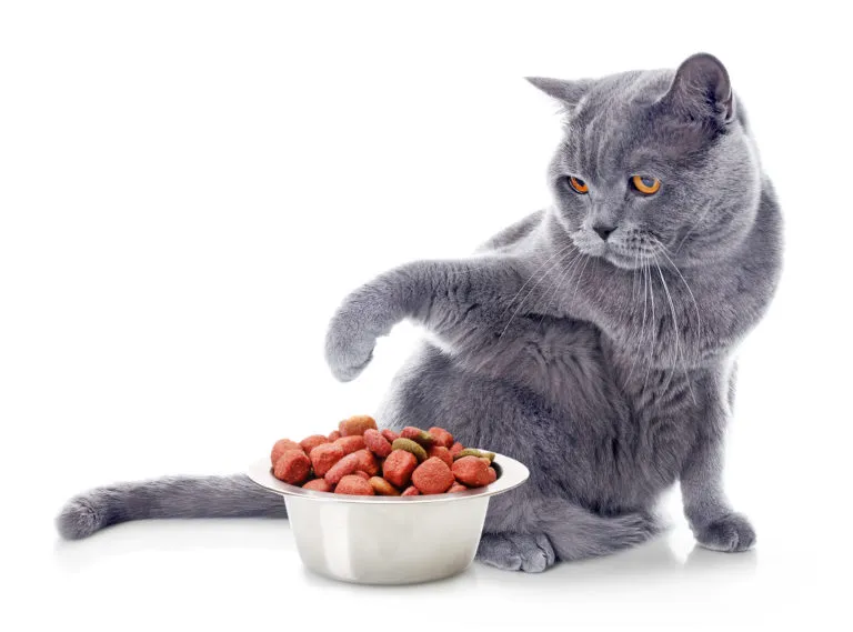 changer alimentation chat changer alimentation