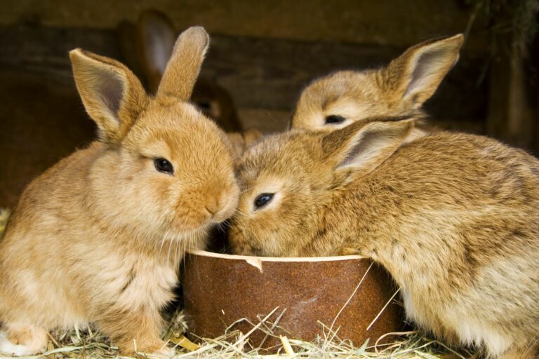 comment déterminer le sexe d'un lapin