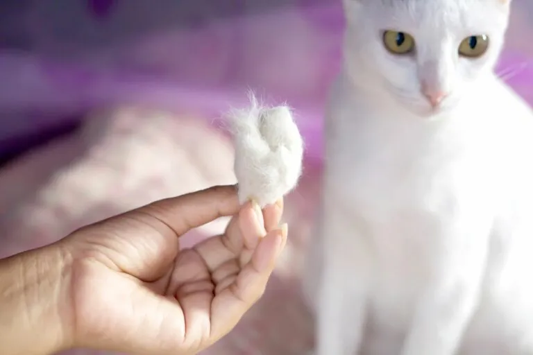 la perte de poils chez le chat la perte de poils chez le chat