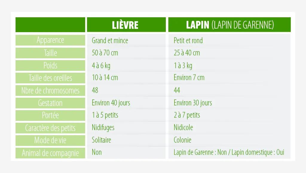 lièvre vs lapin