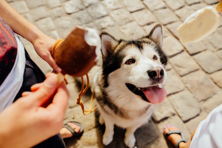 glace pour chien