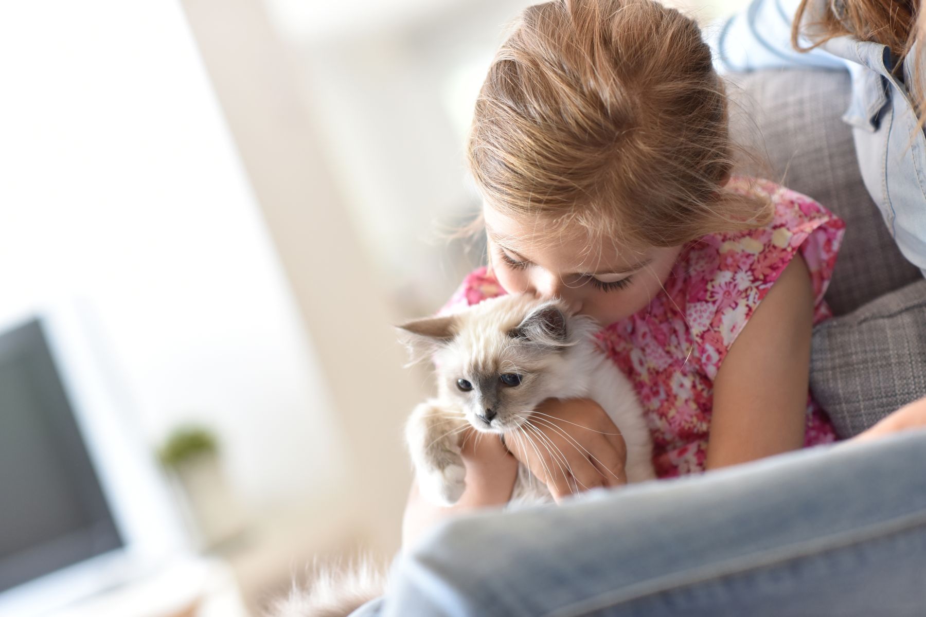 Comment Habituer Son Chat A Une Nouvelle Maison | Ventana Blog