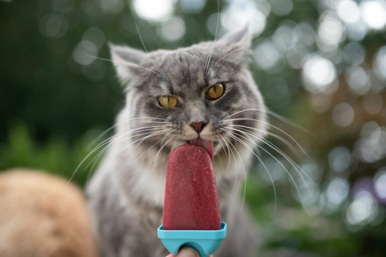 chat gris qui mange une glace