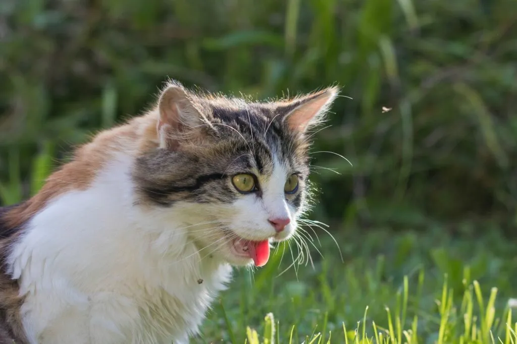 Un chat hal&egrave;te car il a trop chaud