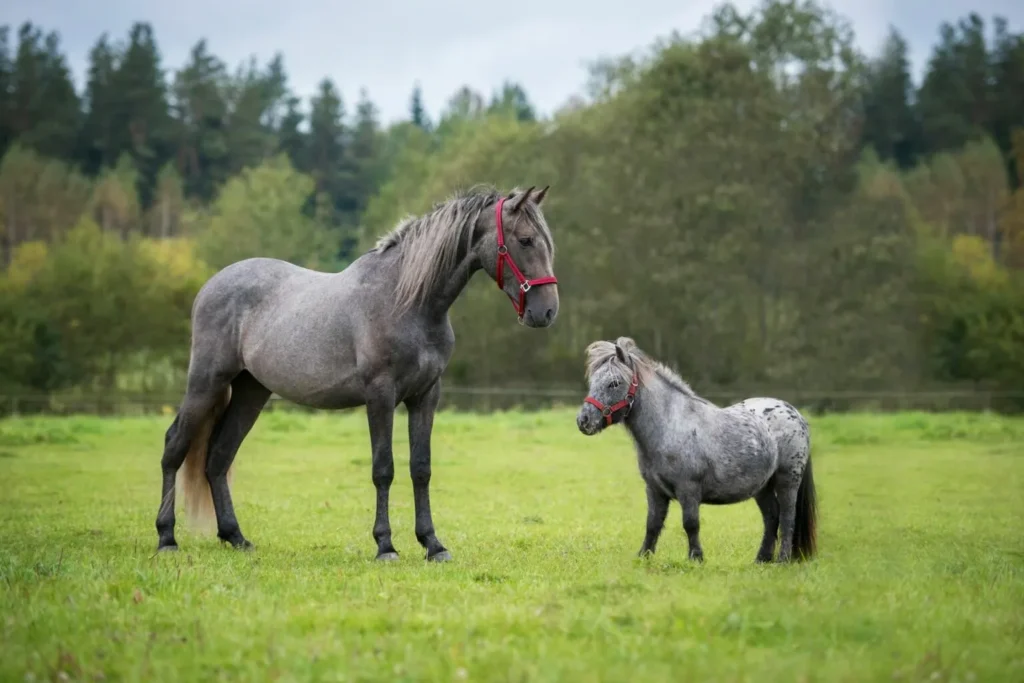 Un cheval miniature &agrave; droite et un grand cheval &agrave; gauche