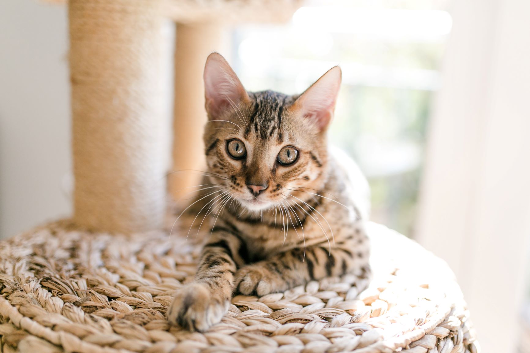 arbre à chat avec griffoirs intégrés