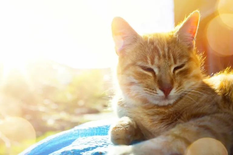 chat coup de chaleur chat coup de chaleur