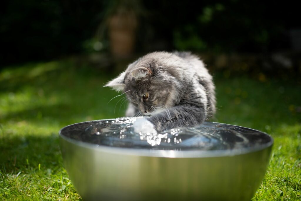 chat au soleil qui boit de l'eau