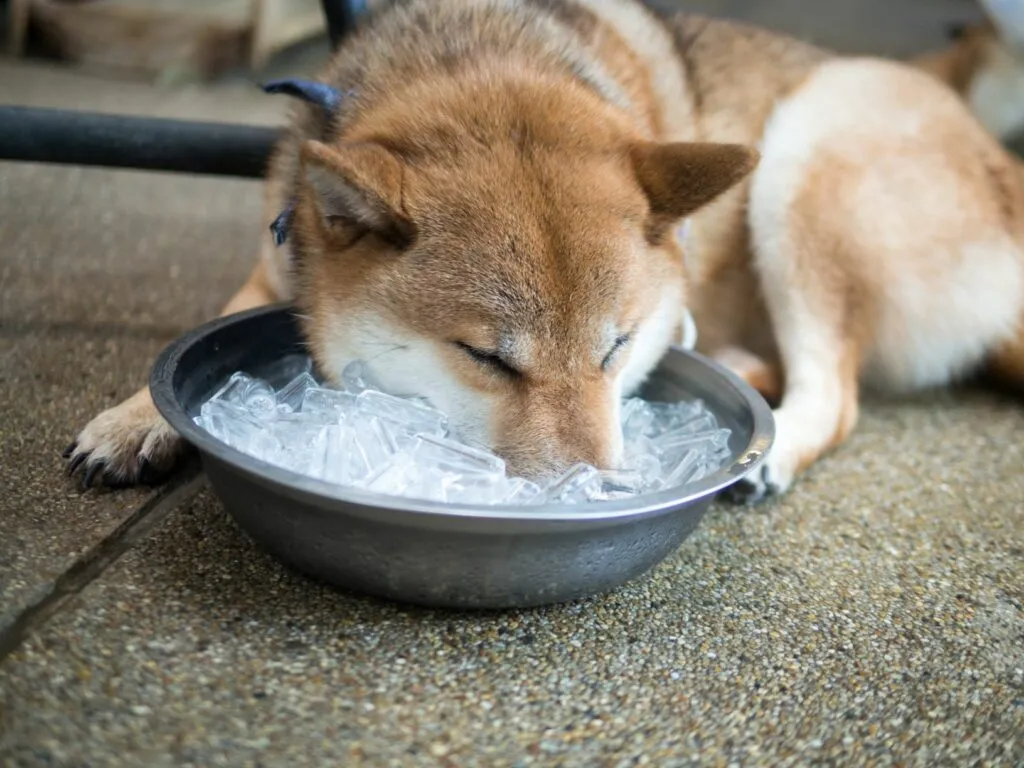 chien qui a chaud et se rafraîchit avec de la glace