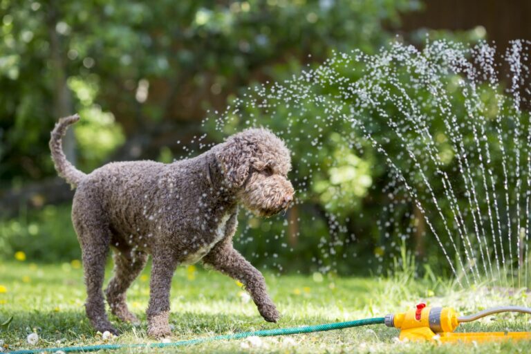 chien qui joue avec de l'eau