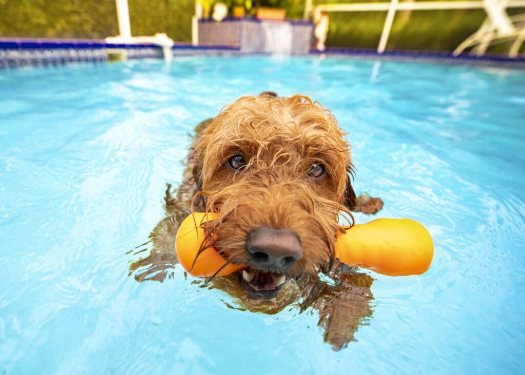 Chien et piscine : dangers et solutions