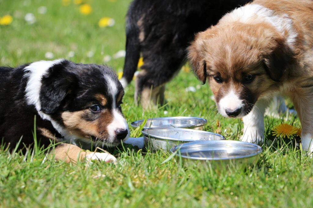 plusieurs chiens boient ensemble