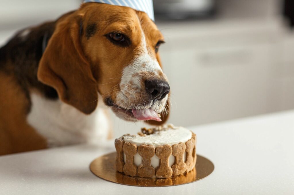un chien mange un gâteau