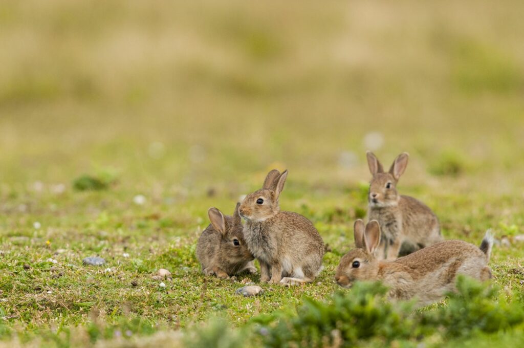 Contrairement au lièvre solitaire, le lapin est un animal très sociable.