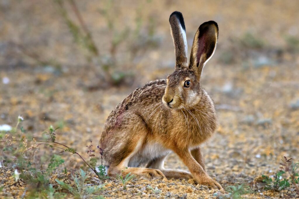 Grands et minces, les lièvres présentent en général des oreilles plus longues que celles des lapins.