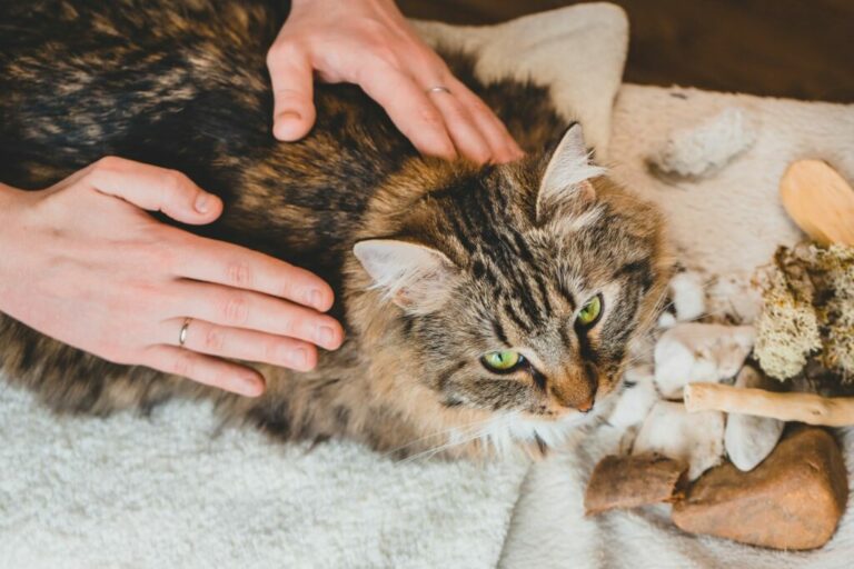 massage d'un chat