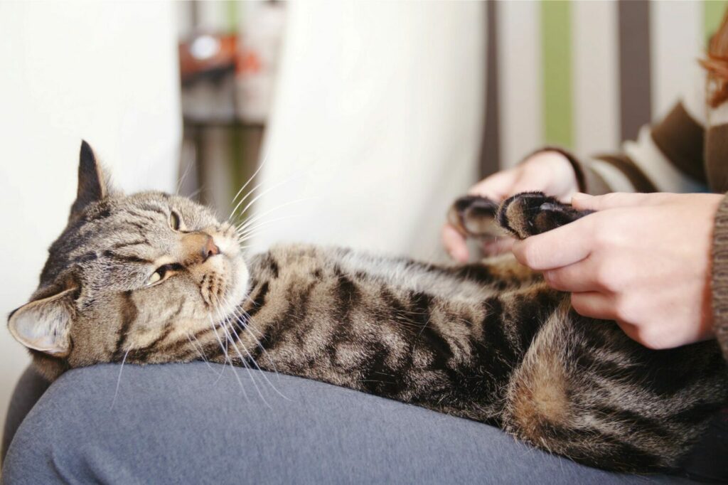 un chat se fait masser les coussinets