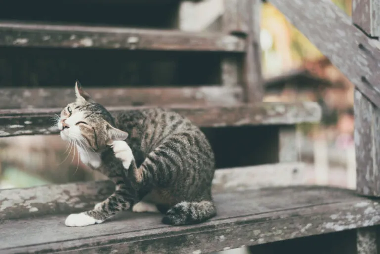 Puces et chat puces chez le chat