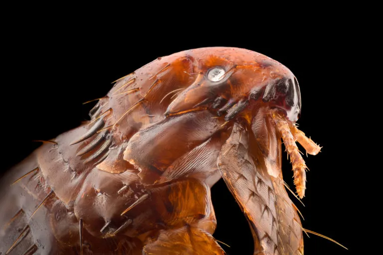 zoom sur une puce puce vue au miscroscope