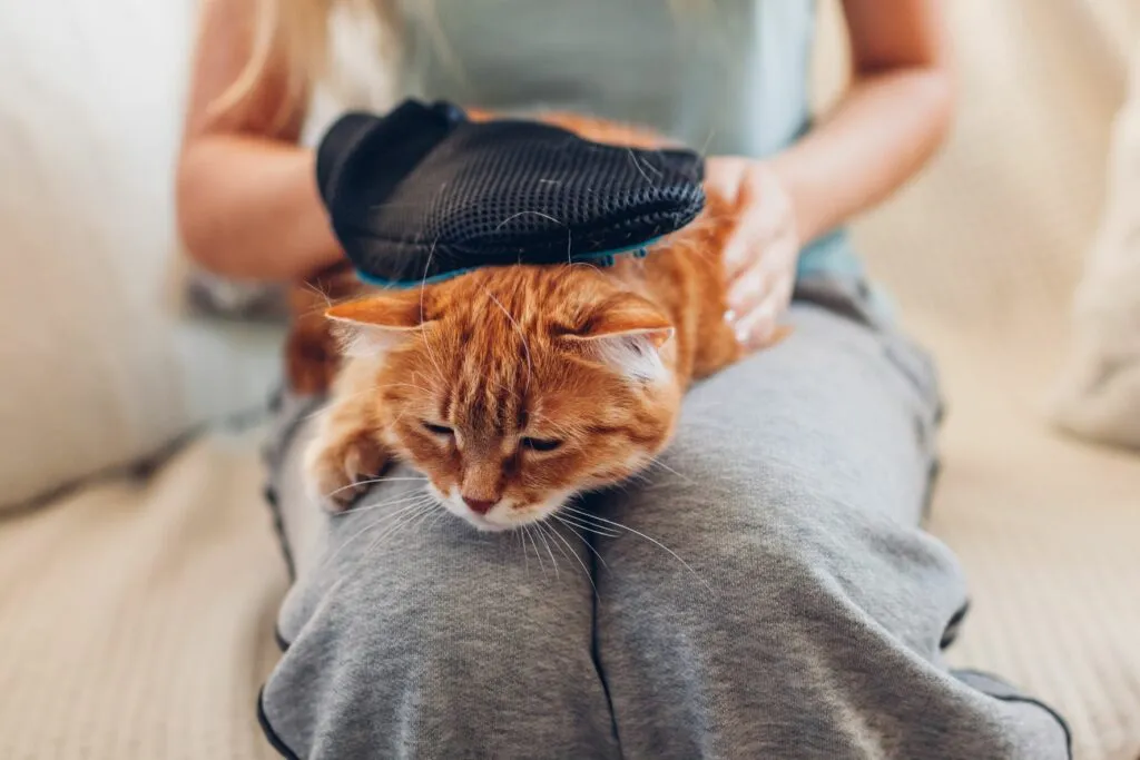 Un chat se fait toiletter avec un gant &agrave; brosser