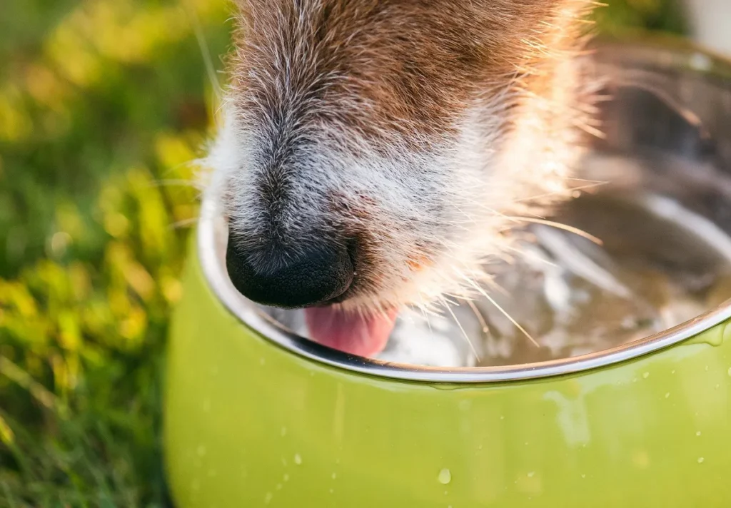 Un chien boit de l'eau dans une gamelle
