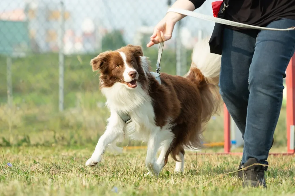 Un chien s'exerce sur un parcours d'agility