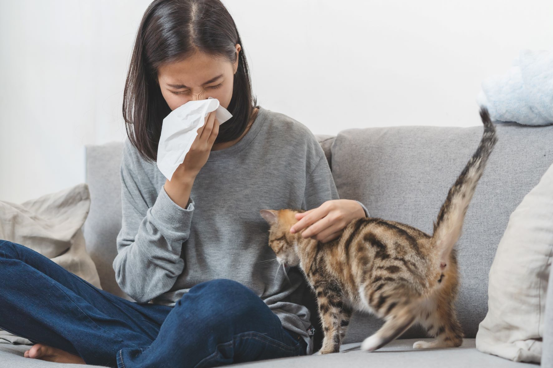 Allergie aux chats : symptômes, traitements | Magazine zooplus