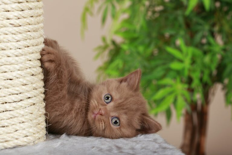 un chat brun se fait les griffes sur un arbre à chat