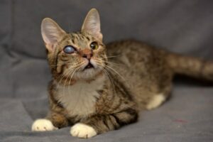 Chat aveugle : à quoi faire attention ?