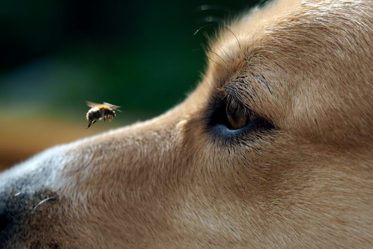 Piqûre d'abeille chez le chien : comment réagir ? | Magazine zooplus