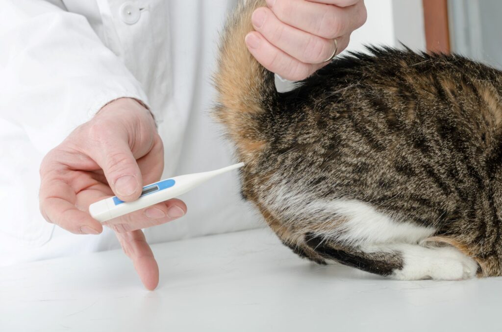 un vétérinaire prend la température corporelle d'un chat