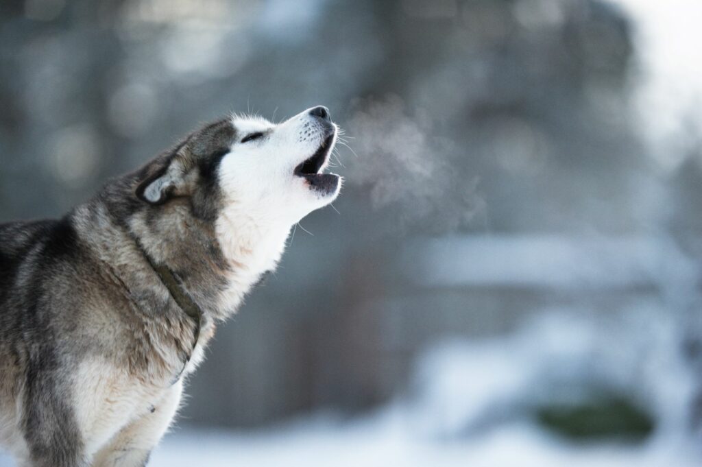 comprendre le langage des chiens