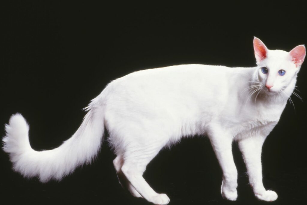 Un chat javanais blanc