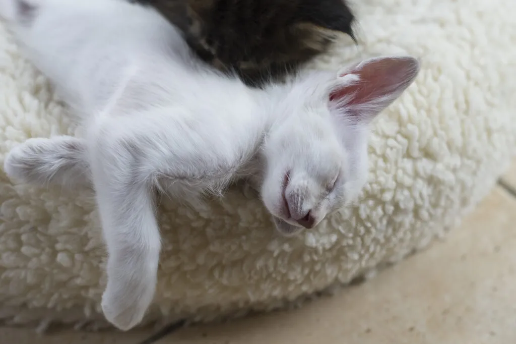 Chat de race javanais