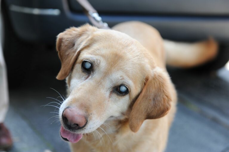 Un chien âgé aveugle