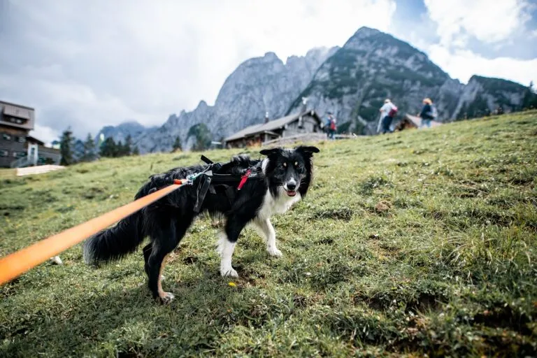 Une randonnée dans les montagnes avec son chien