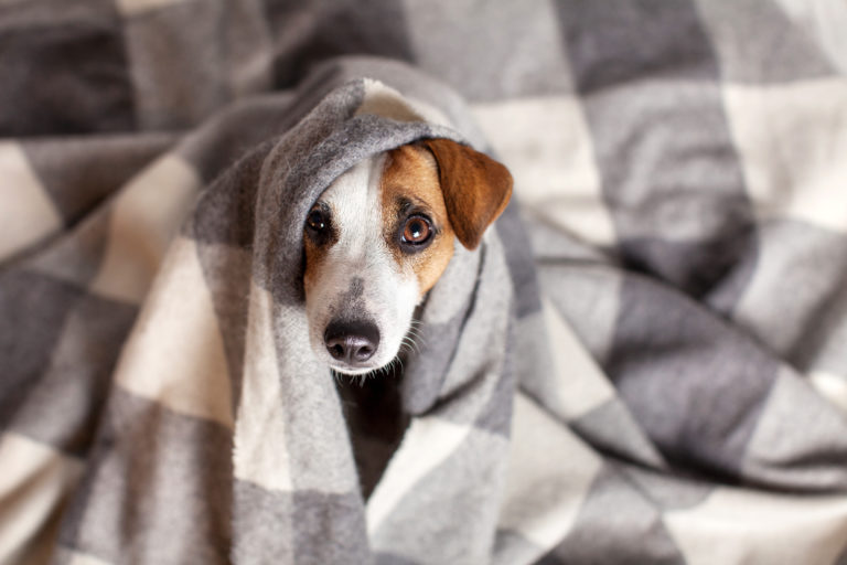 un chien qui a eu un coup de froid