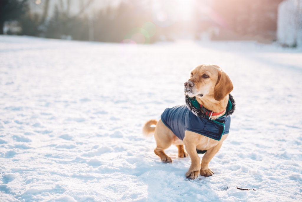 chien dans le froid avec un manteau