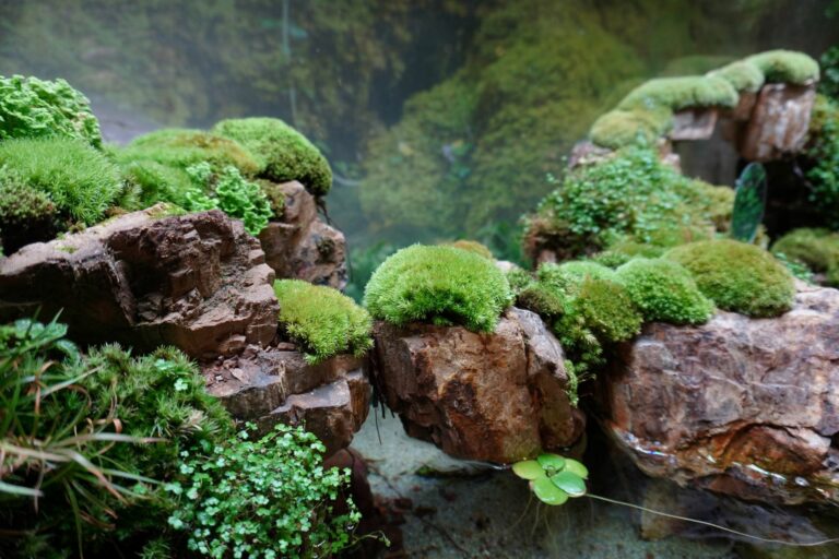 Plantes de terrarium, paludarium, mur végetal - Vente en ligne et conseils  d'entretien