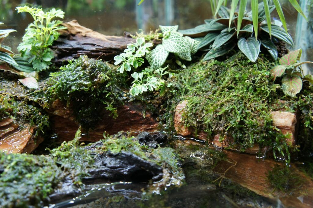 paludarium un marais miniature