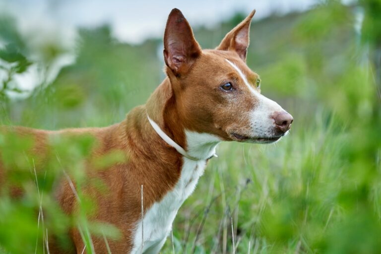 Un podenco andalou