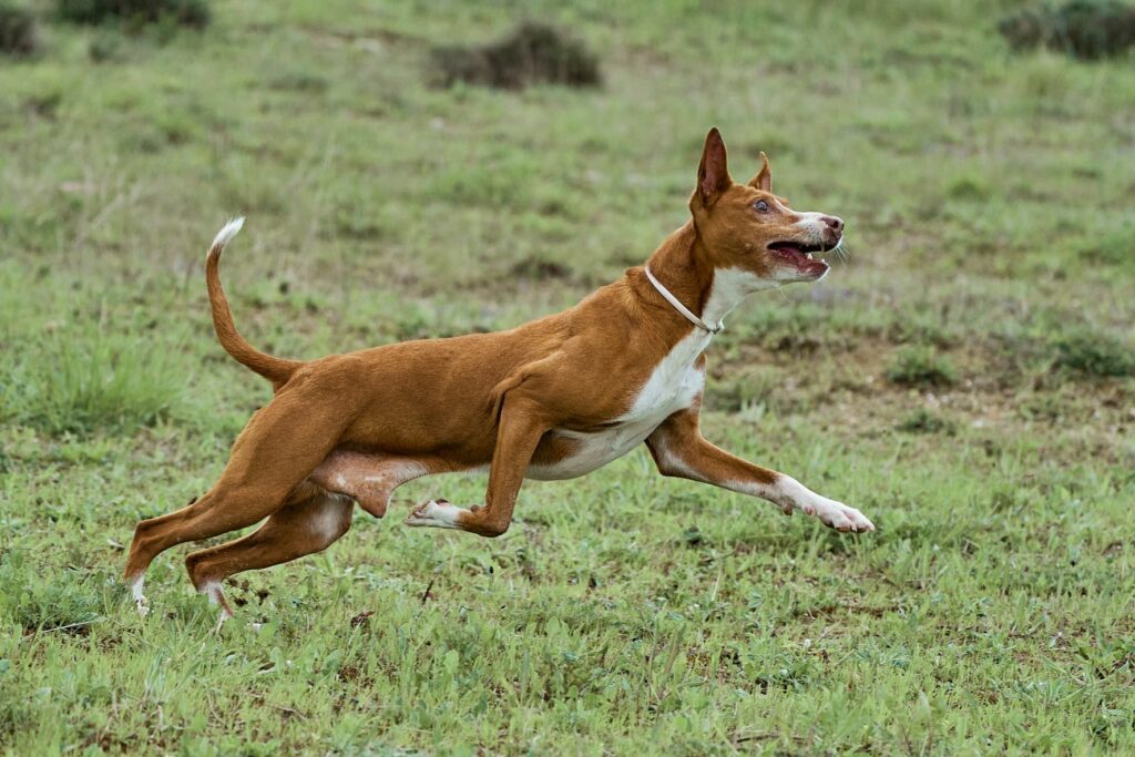 Un podenco court dans la nature