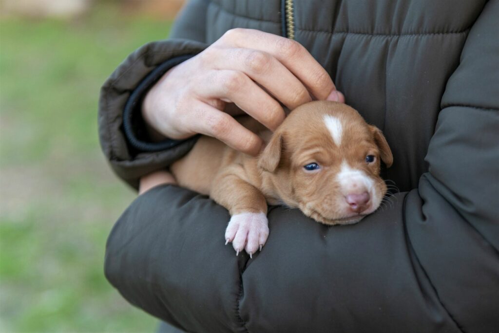 Un chiot podenco