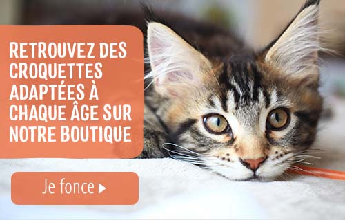 L Age Des Chats Comment Calculer L Age Des Chats Magazine Zooplus