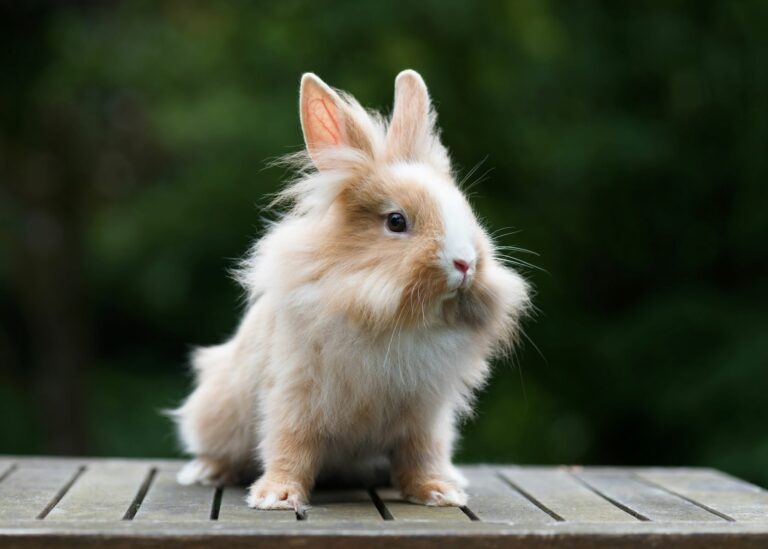 lapin tête de lion et sa crinière