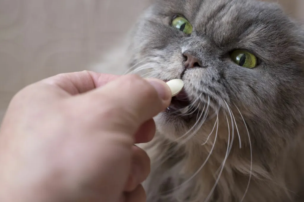 Donner un médicament à un chat : nos astuces | Magazine zooplus