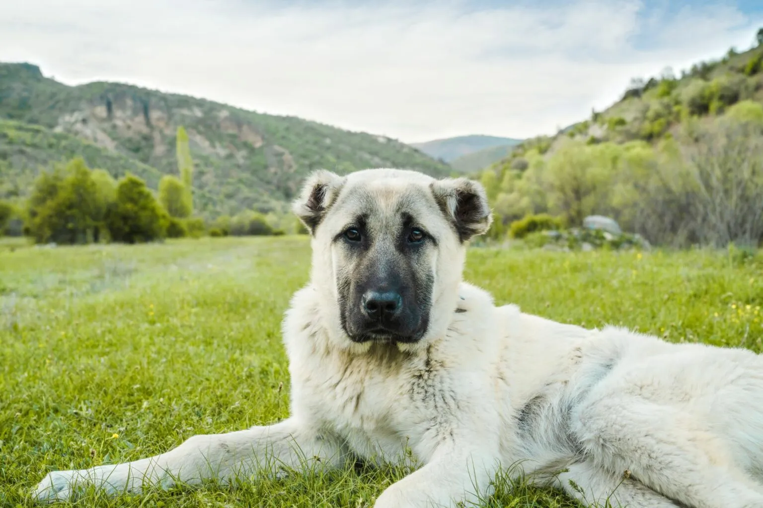 chien dans un pré