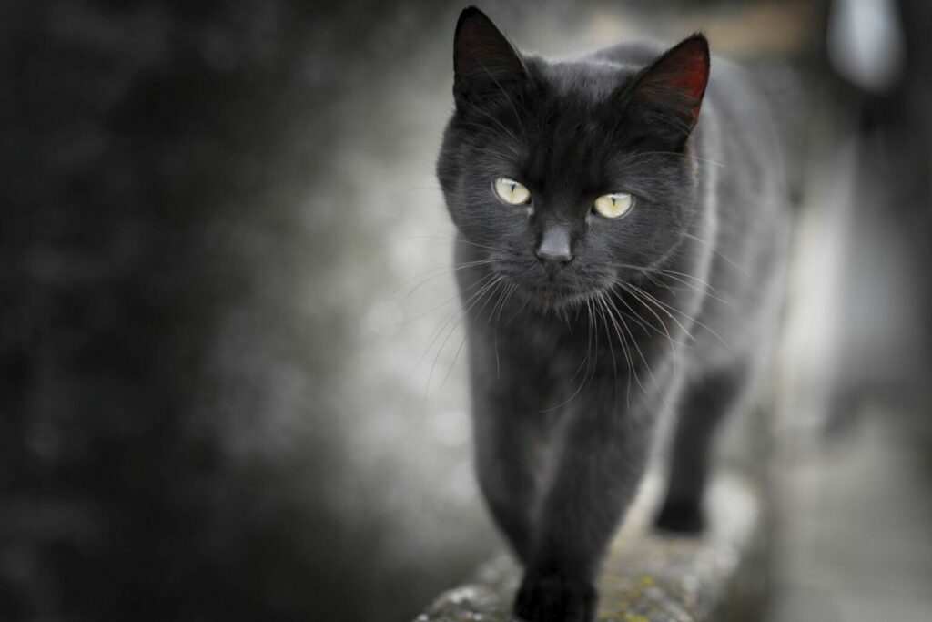 D'où vient la peur des chats noirs ?