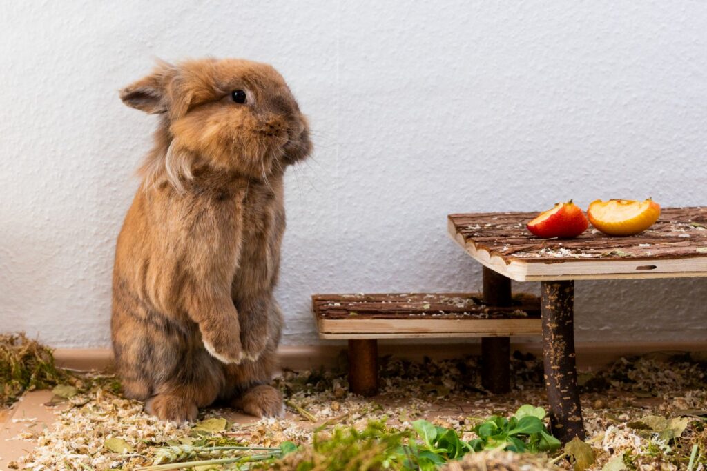 lapin tête de lion et fruits