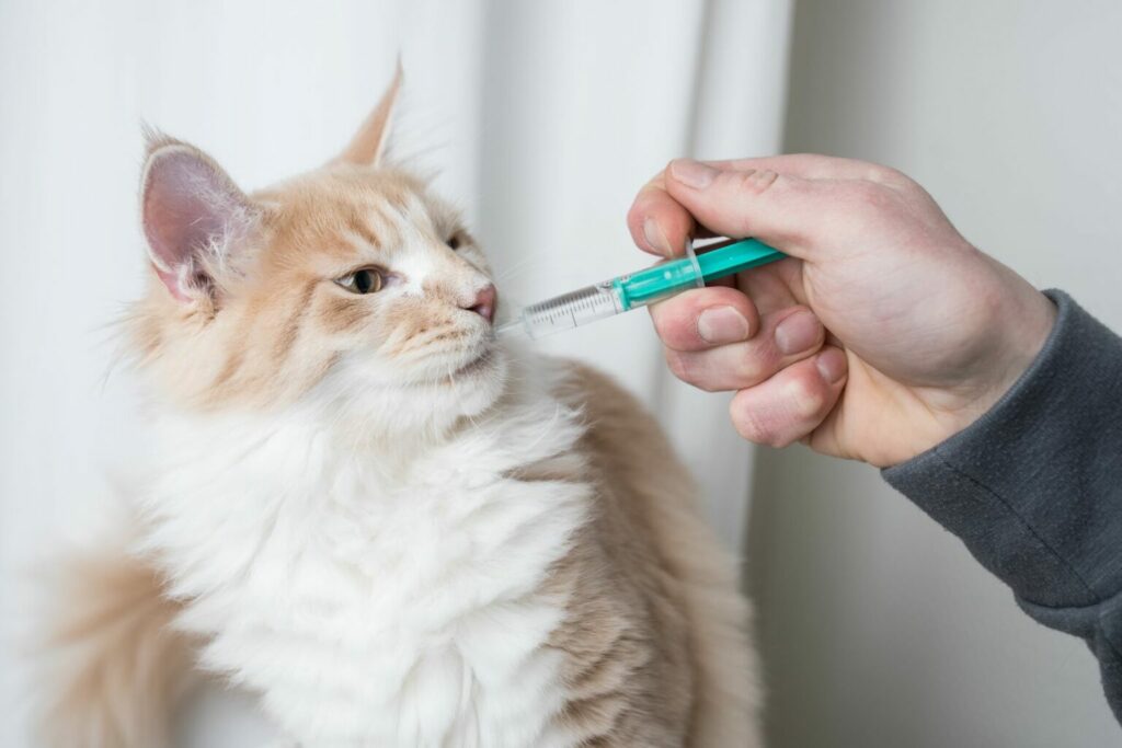 Donner un médicament à son chat avec une seringue un chat prend un médicament